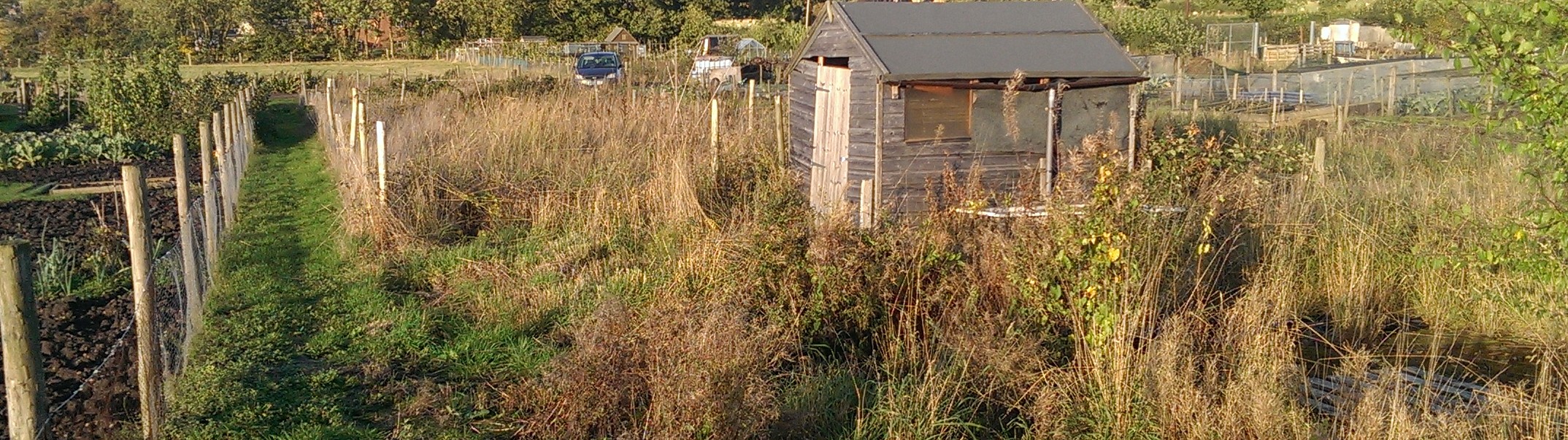 Overgrown allotment with chest height weeds