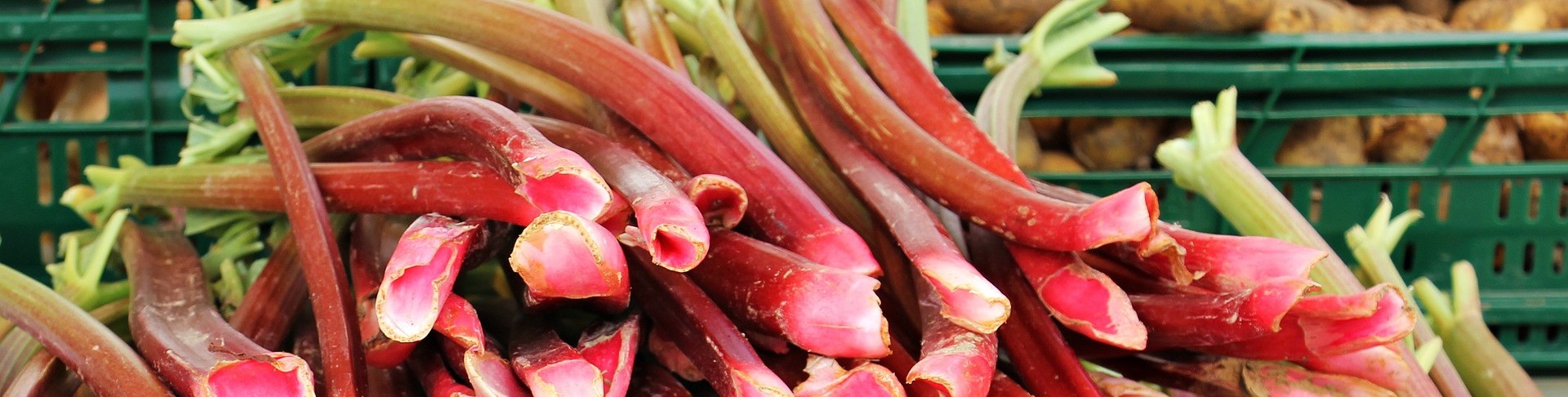 Freshly harvested rhubarb stalks