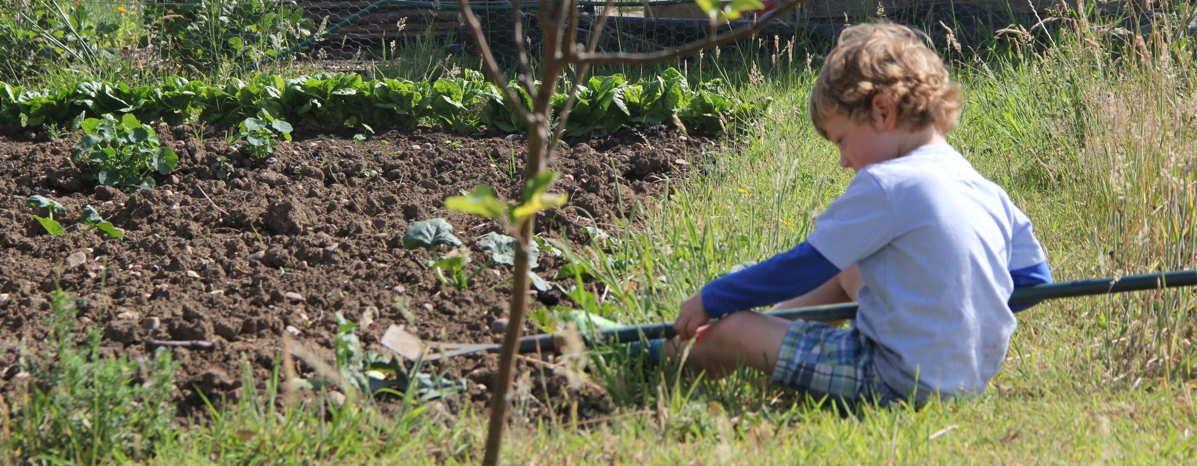 Our recommended vegetables to grow if you are a beginner.