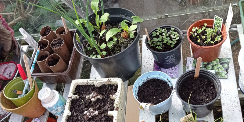 Seedlings growing in lots of different types of pots and trays