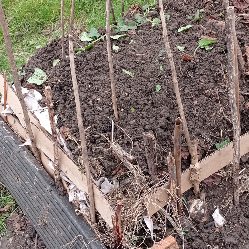 Raised bed created using sticks and cardboard for the sides