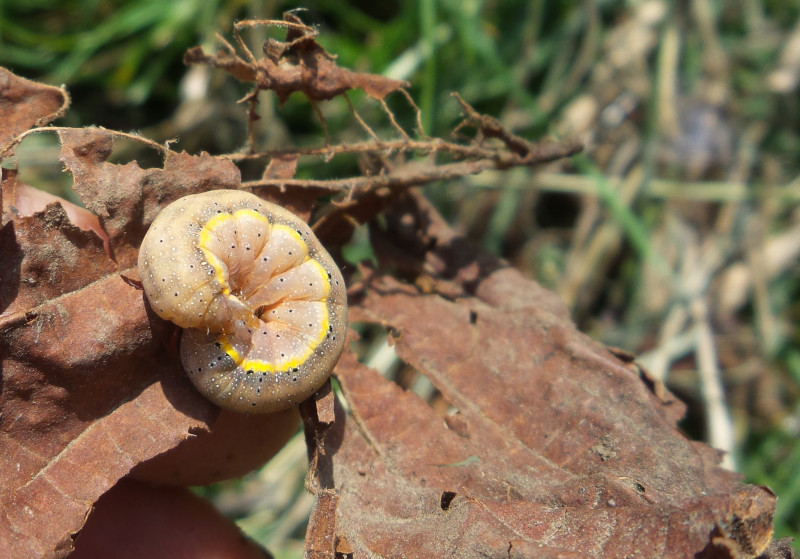 Curled up Cutworm