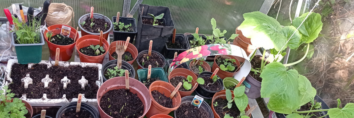 Tina's greenhouse worktop with seedlings planted for succession planting