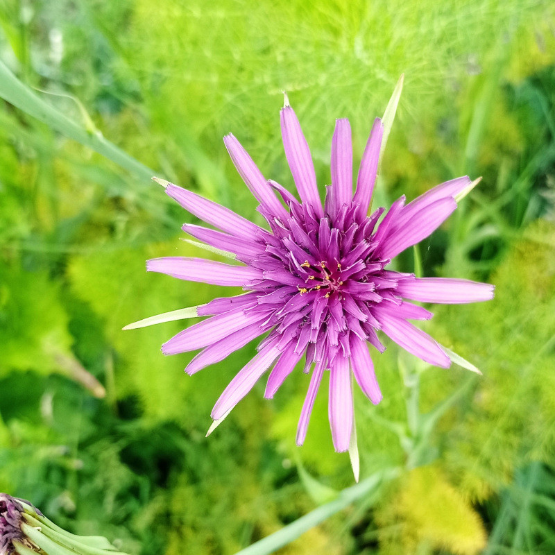 Salsify Flower