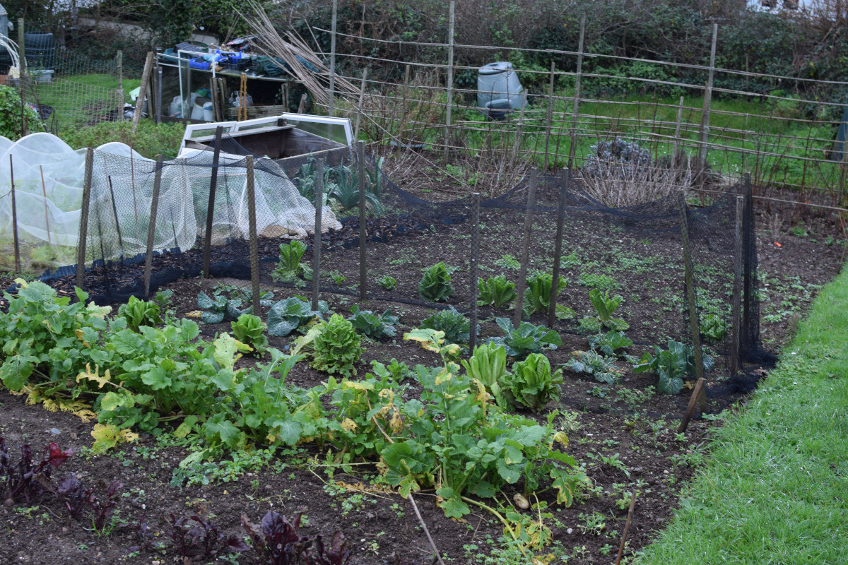 Winter Garden in south west of the UK where the snow cover is rare but temperatures do drop below zero Celsius