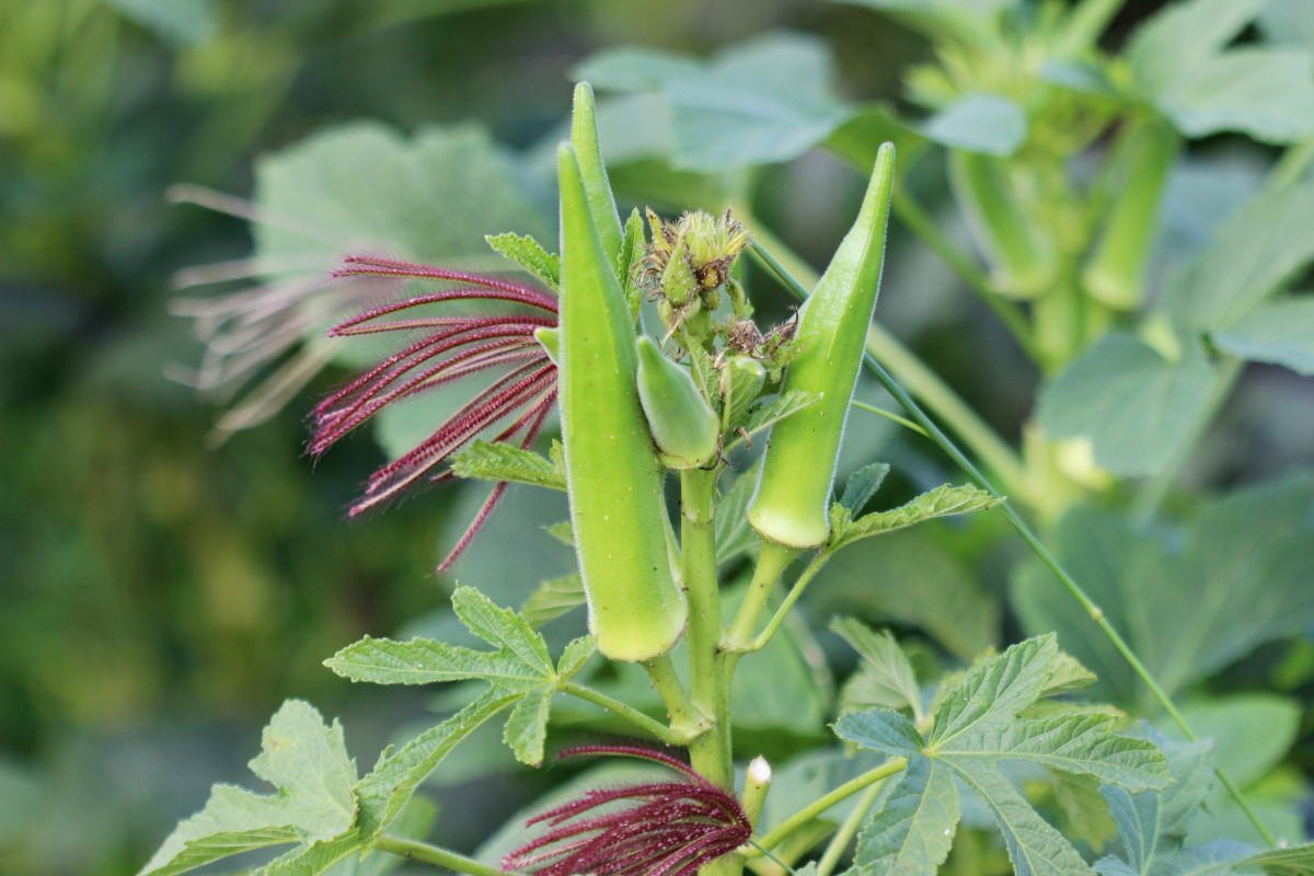 Okra growing on a plant