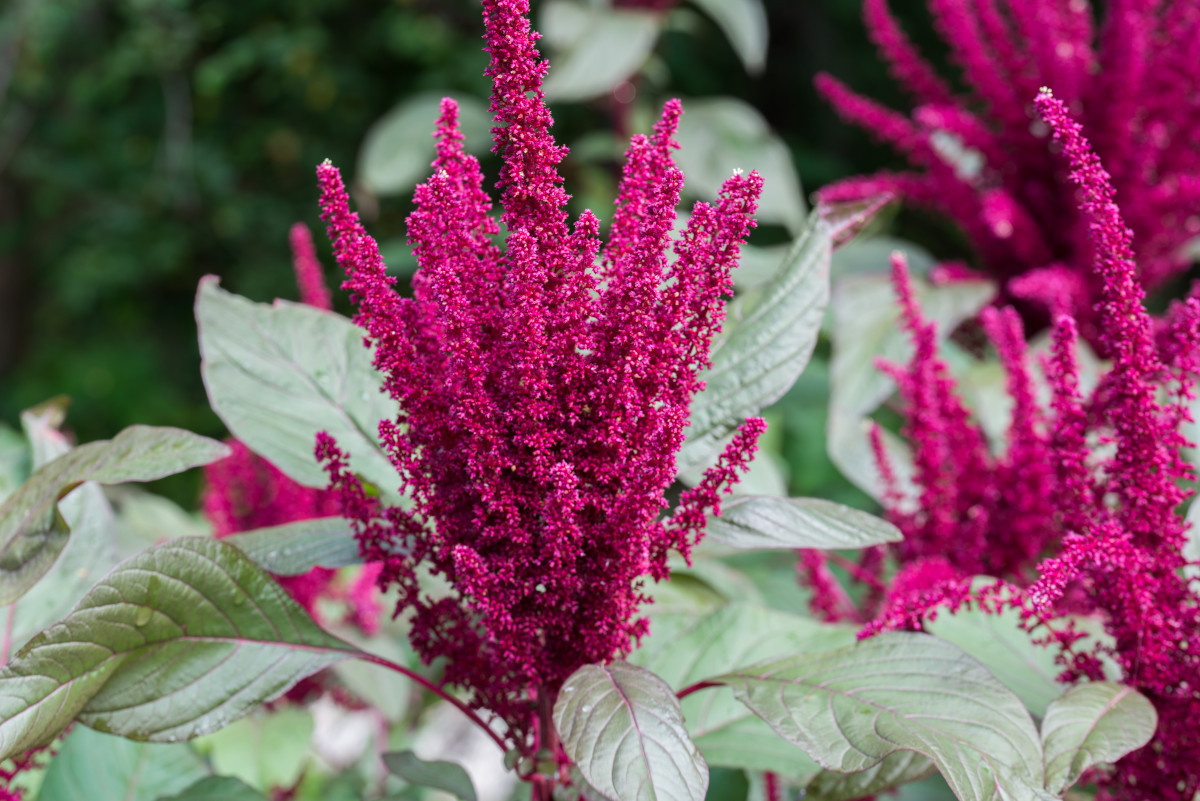 Colorful Amaranta flower head