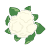 Cauliflower icon