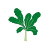 kale icon