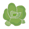 winter lettuce icon