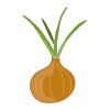 winter onions icon