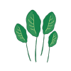 spinach icon