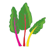 swiss chard icon