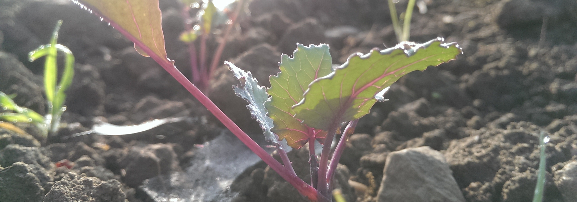 Quick guide to using VegPlotter's allotment planning software. 